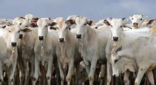Pecuaristas contestam decisão da UE de vetar carne brasileira e pedem solução rápida do governo