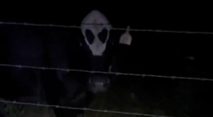 Veio de óvni? Vaca alienígena viraliza nos Estados Unidos