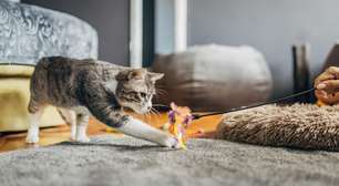 Como medicina veterinária e ciência do comportamento animal ajudam consultora a entender 'enigmas felinos'