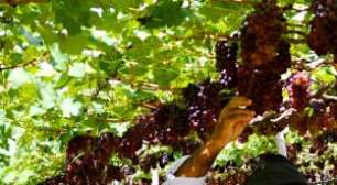 Cidade do Sertão de Pernambuco lidera produção de uvas e impulsiona exportações brasileiras
