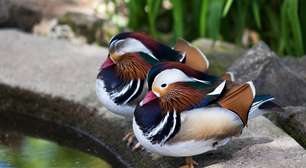 O curioso sono das aves: a ciência do descanso com um hemisfério do cérebro ativo e o outro em repouso para sobreviver na natureza