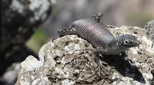 Pesquisa revela como o ambiente insular influenciou a reprodução do lagarto mais típico de Fernando de Noronha
