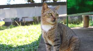 Homem é preso após arremessar gato em Bento Ribeiro