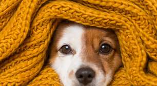 Seu pet anda mais parado no frio? Entenda o que pode estar acontecendo
