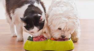 Alimentação pet: entenda as diferenças entre cães e gatos na hora de comer