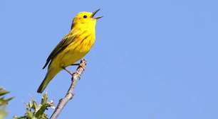 O fascinante mundo do canto das aves: entenda por que os pássaros produzem sons tão variados