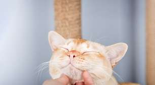 7 dicas para conquistar a confiança do seu gato