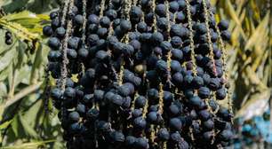 Cientistas descobrem ação do açaí contra a depressão em cérebros de jovens