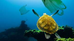 Os objetos mais surpreendentes encontrados no estômago de animais marinhos e o alerta que eles trazem para os oceanos