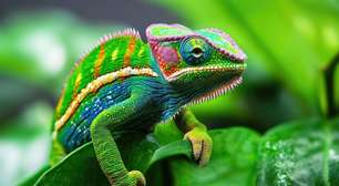 Reis da camuflagem: 7 animais que conseguem desaparecer na natureza