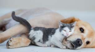 Como acostumar cachorro com gato: o que realmente funciona