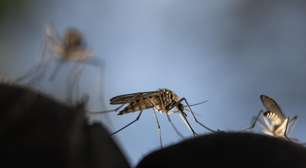 Vacina da dengue do Butantan é suspensa preventivamente para nova análise
