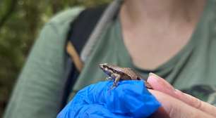 BioParque do Rio inicia manejo da rã-de-seropédica, espécie criticamente ameaçada