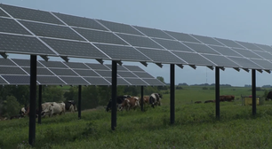 Fazenda em Minnesota encontrou forma de produzir energia solar e criar algo mais: o abrigo perfeito para vacas