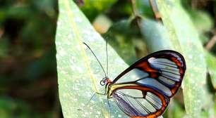 Espécie rara de borboleta 'invisível' aparece em parque do RJ