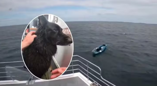 Cão à deriva em caiaque é resgatado após percorrer quase 5 km no mar na Inglaterra
