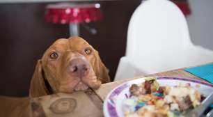 7 comidas comuns na sua casa que podem ser perigosas para os cães