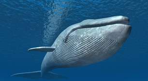 Como as baleias ajudam a combater o aquecimento global e retiram carbono da atmosfera dos oceanos da Terra