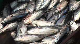 União Europeia avalia retomar compra de pescados do Brasil