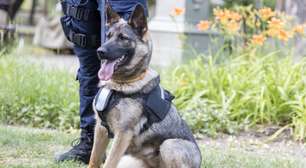 Cães policiais: 6 raças que se destacam no trabalho de segurança