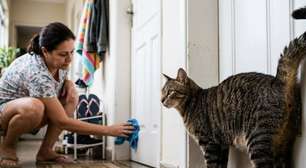 Existe misturinha caseira para o gato parar de marcar território?