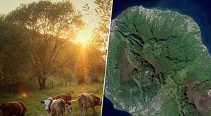 Em 1871, um fazendeiro abandonou cinco vacas numa ilha remota: contra todas as expectativas, elas colonizaram a ilha