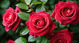 Amor ou decepção? Descubra o significado de sonhar com rosa vermelha