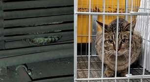 Gatinho é resgatado de trilhos na Linha 1 do Metrô de SP