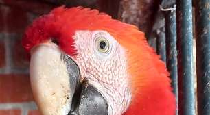 Arara-vermelha é resgatada em Maricá após suspeita de documento falso