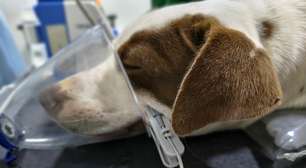 Salve a vida da Bela: cachorra atropelada pede socorro!