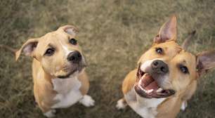 Elanco trata mais de 2 milhões de cães com Zenrelia