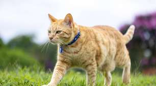Gato Manês: o felino sem cauda que encanta pela origem e personalidade única