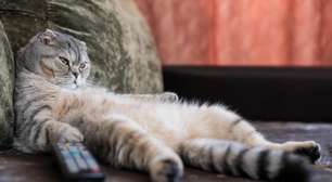 Seu pet assiste televisão? Entenda o que os pets realmente enxergam