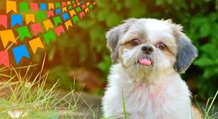 Como preparar festas juninas seguras e divertidas para cães