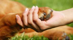 A dor de perder um animal de estimação: por que esse luto pode ser tão profundo