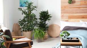 Plantas que Melhoram Seu Sono e Sua Saúde