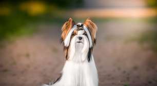 Biewer terrier: conheça as características do cachorro dessa raça