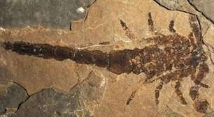 Fóssil no Reino Unido pode pertencer a escorpião gigante que viveu há 415 milhões de anos, dizem pesquisadores