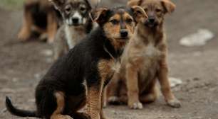 O amor é de todos: como os cachorros comunitários transformam vizinhanças inteiras