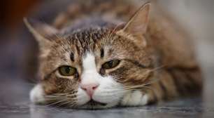 Tristeza, ansiedade e estresse: pets também sofrem emocionalmente