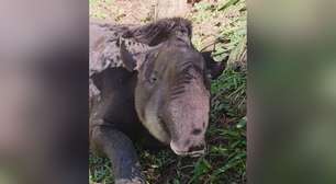 Anta "Neymar" morre após ser resgatada vítima de caça ilegal no interior de SP