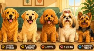 Se existisse uma SeleCÃO dos cães de companhia, estes seriam os 11 titulares escalados