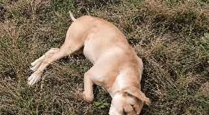 Moradores ficam revoltados com homem que matou cachorra com tiro na cabeça em Avaré