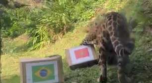 Onça-pintada do zoológico de Gramado prevê resultado da estreia do Brasil na Copa do Mundo