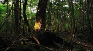 Silêncio arrepiante, frio e 'vestígios': Floresta Aokigahara, no Japão, é cercada de lendas e mistérios