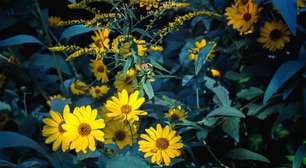 Arnica ganha destaque por propriedades medicinais usadas no alívio de dores e hematomas