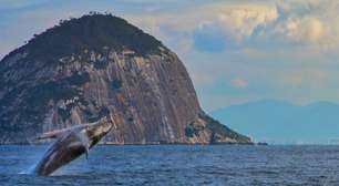 Visit Rio lança guia para avistamento responsável de baleias-jubarte