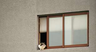 O motivo pelo qual você para para acariciar qualquer gato que cruza pelo seu caminho na rua