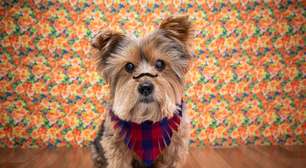 Festa junina: veja alimentos e bebidas típicos perigosos para cães e gatos