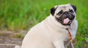 Nem rações diets, nem exercícios físicos: empresário brasileiro investe 8 milhões para desenvolver 'Mounjaro para cachorros' e combater a obesidade canina